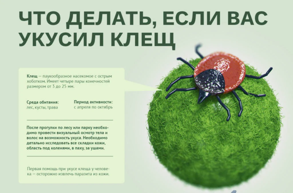 что делать если укусил клещ