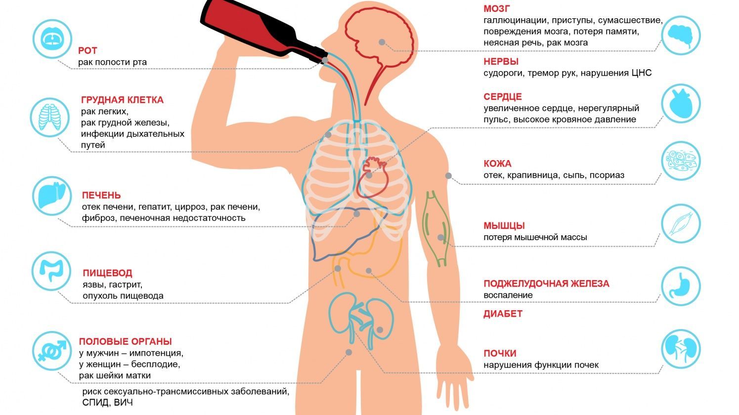 отрицательное влияние алкоголя на организм человека