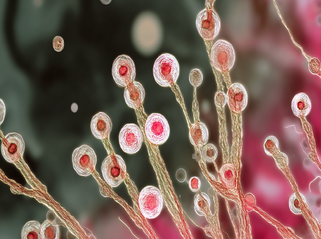 Гарднереллез