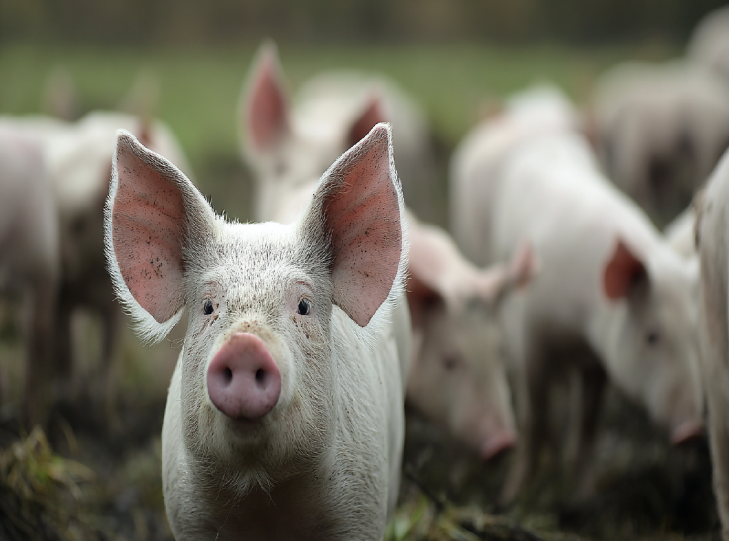 Свиной грипп