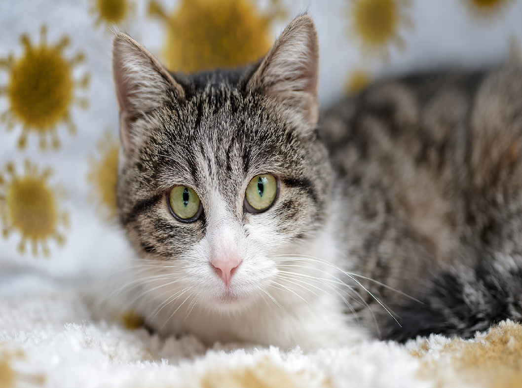 Токсоплазмоз