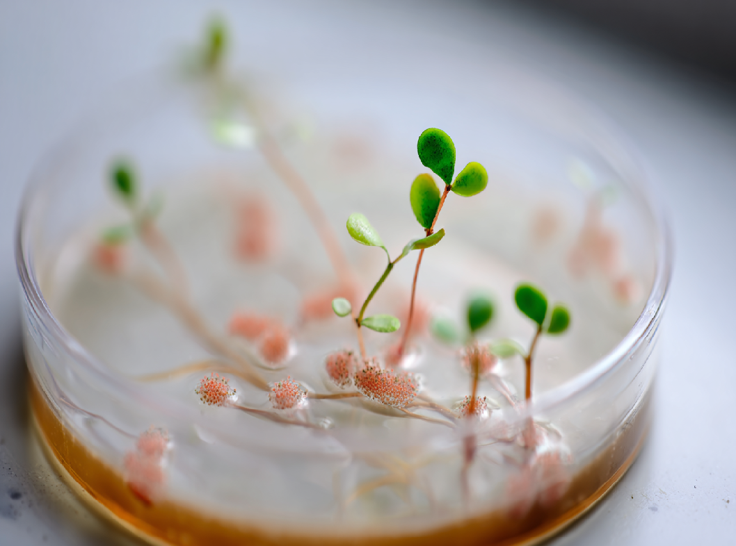 Причины роста условно-патогенной микрофлоры