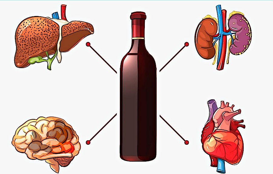 воздействие алкоголя на организм