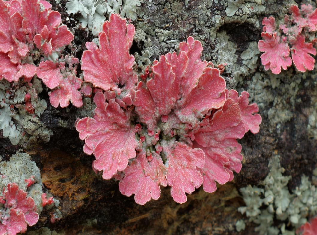Розовый лишай
