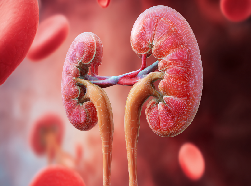 Скорость клубочковой фильтрации (СКФ)