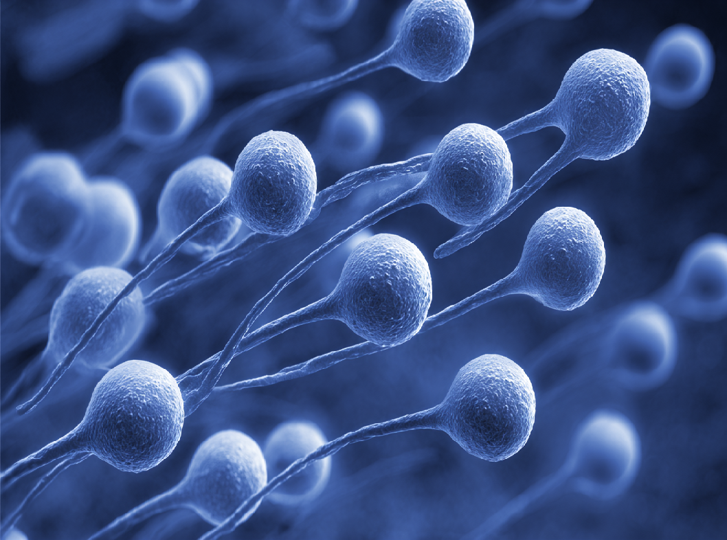 Антиспермальные антитела