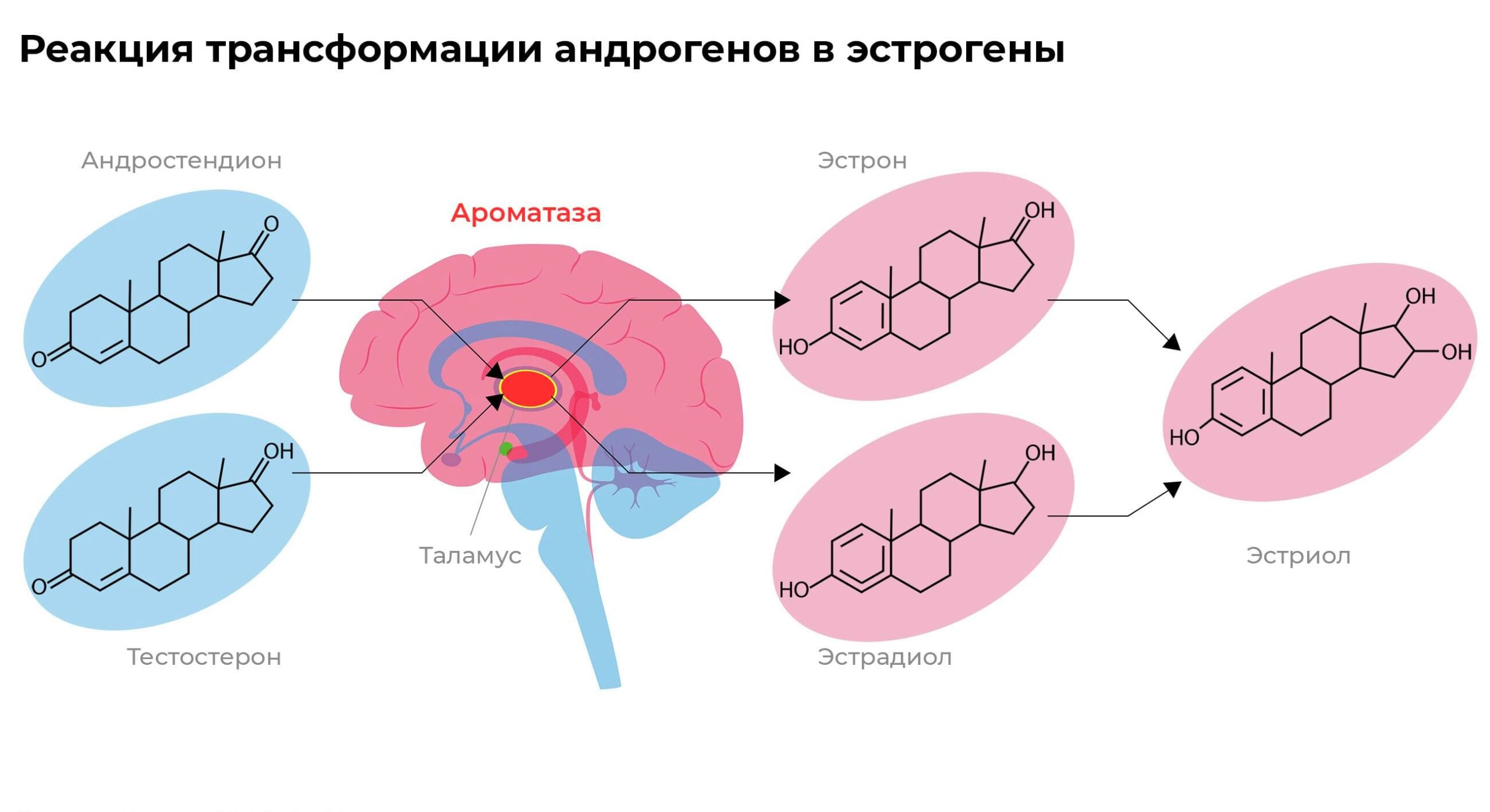 андростендион