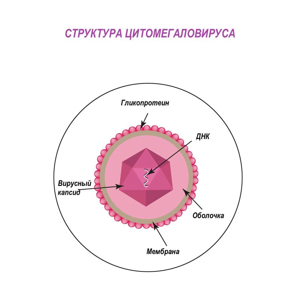 цитомегаловирус