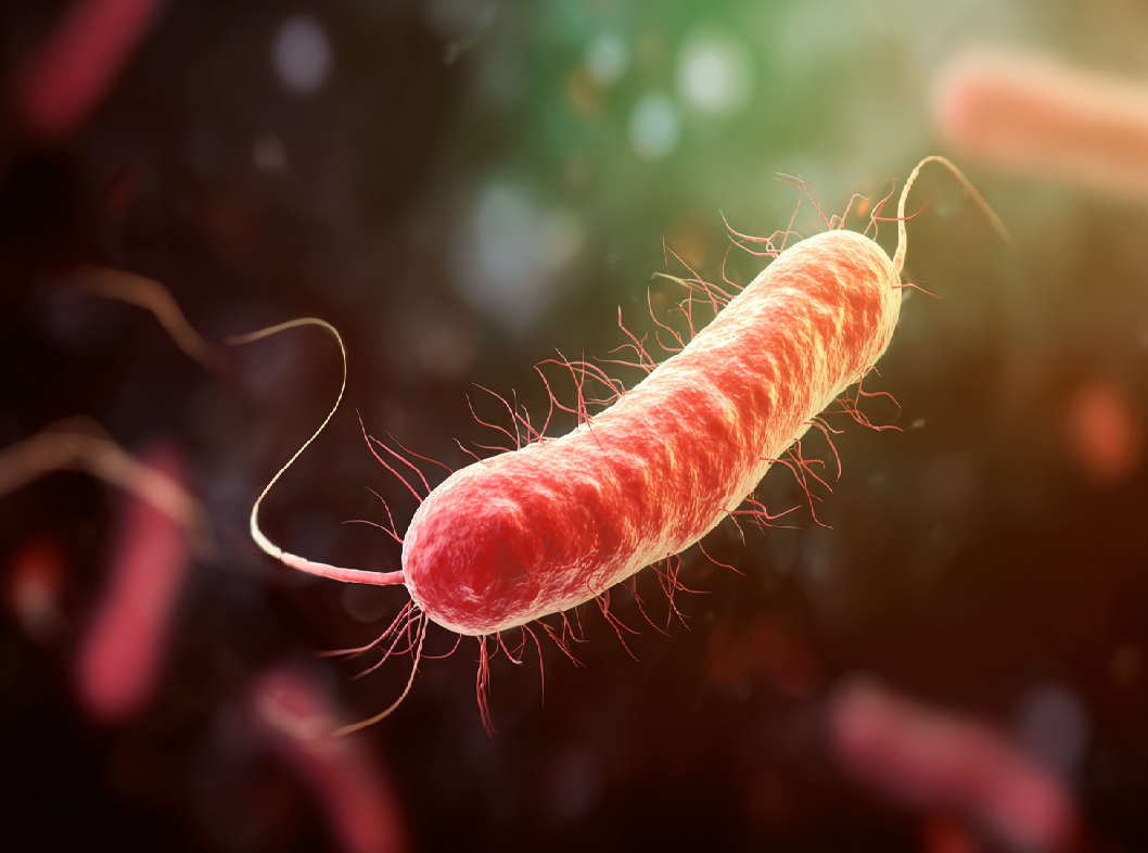 Хеликобактер пилори