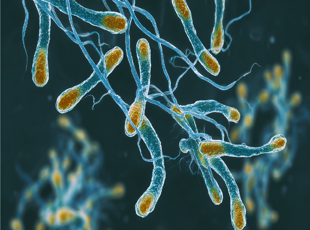 Хеликобактер пилори