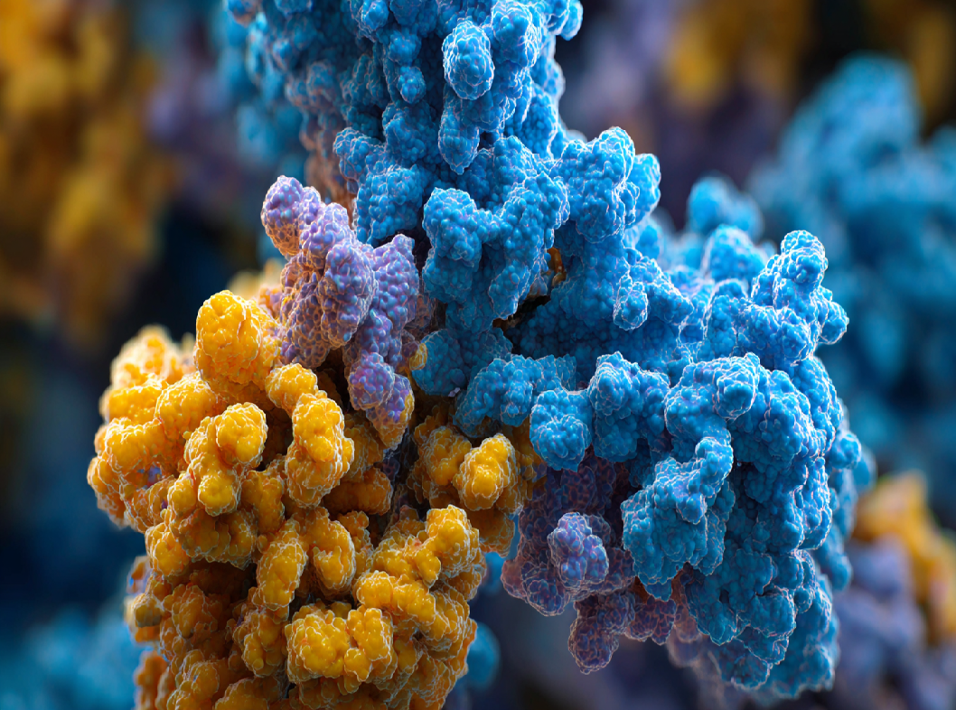 Иммуноглобулин G (IgG)