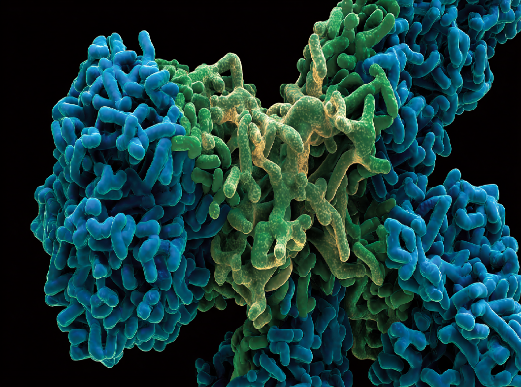 Immunoglobulin A (IgA)
