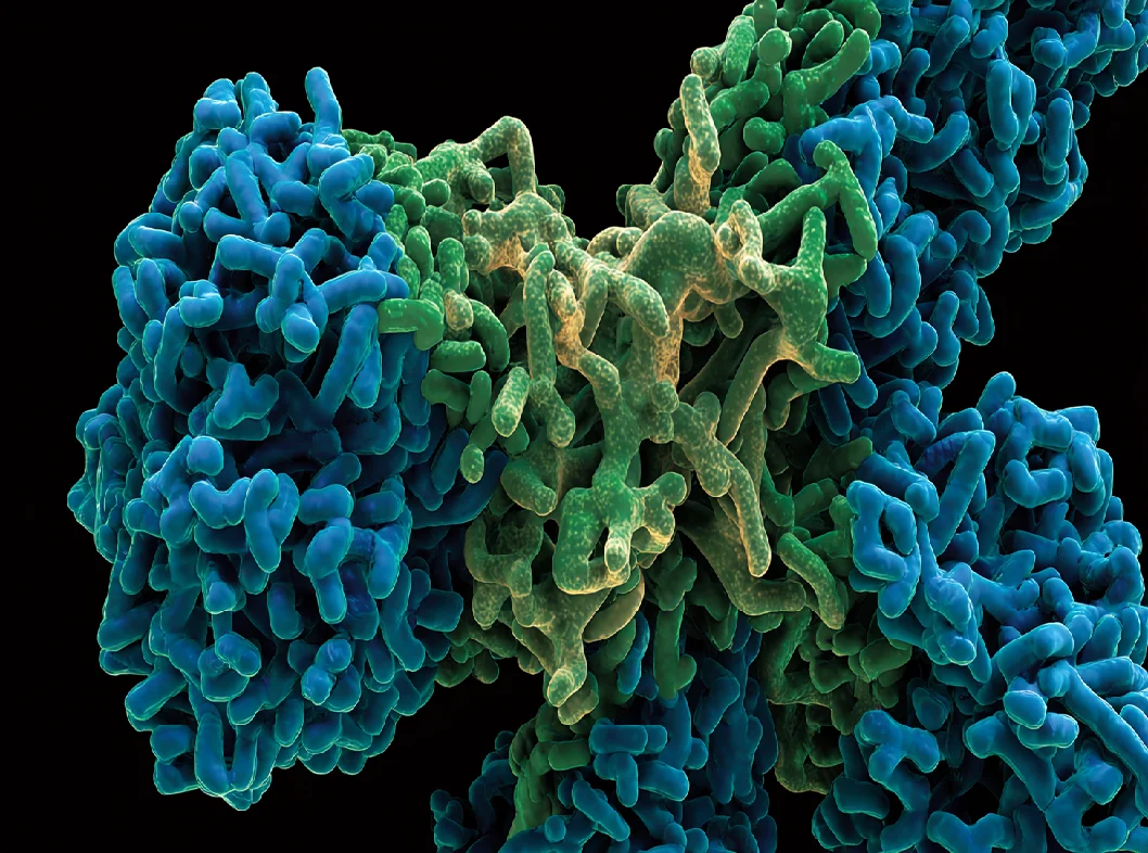 Immunoglobulin A (IgA)