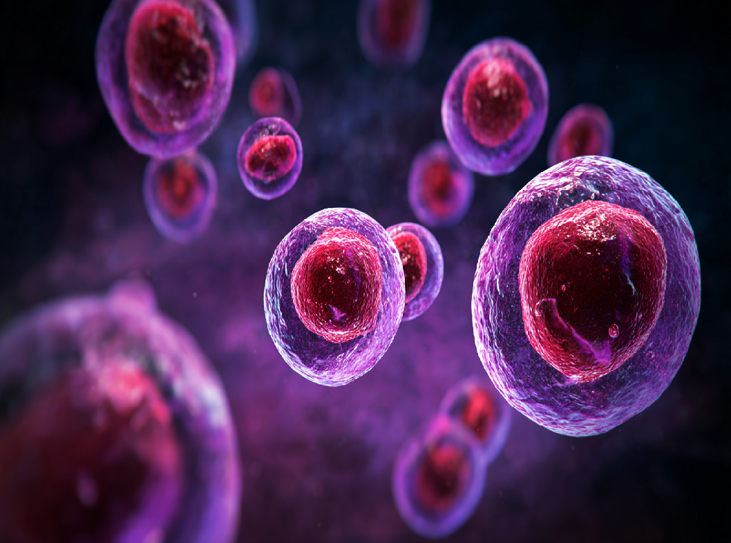 Нейтрофилы