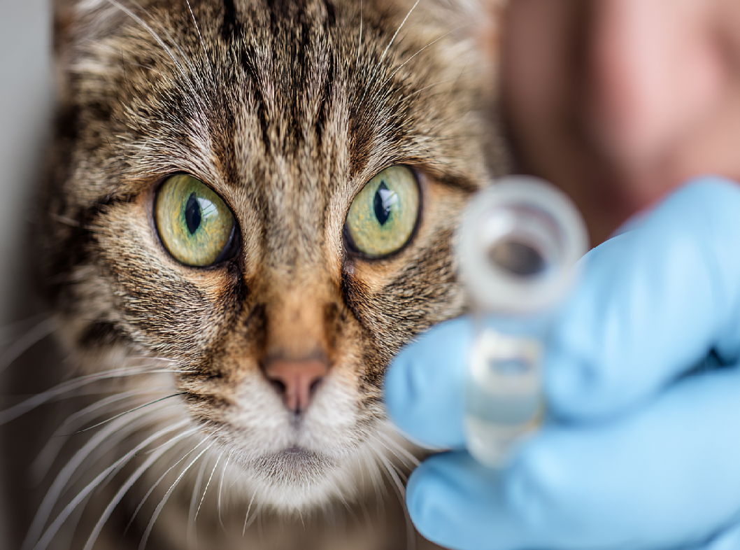 Анализ на токсоплазмоз