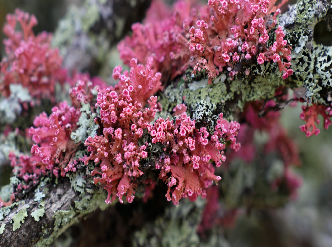 Розовый лишай