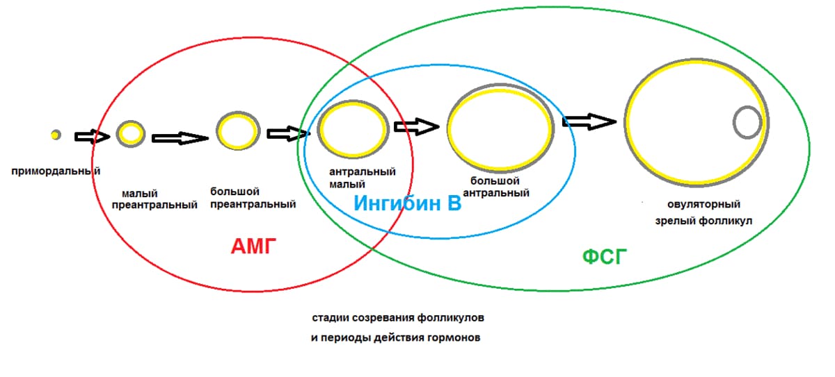 ингибин в