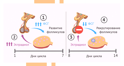 эстрадиол