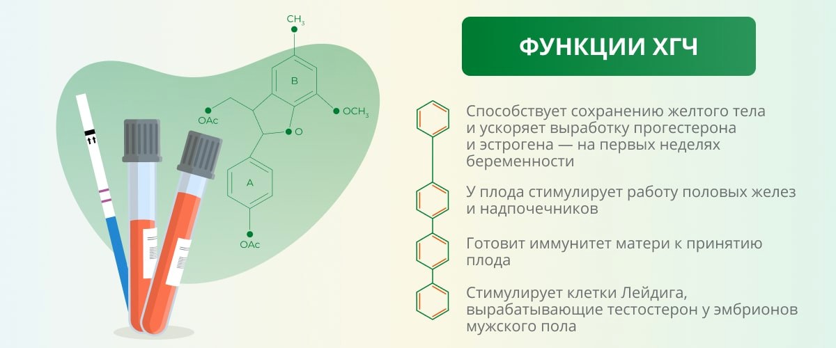хгч