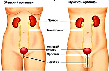 мочеполовая система
