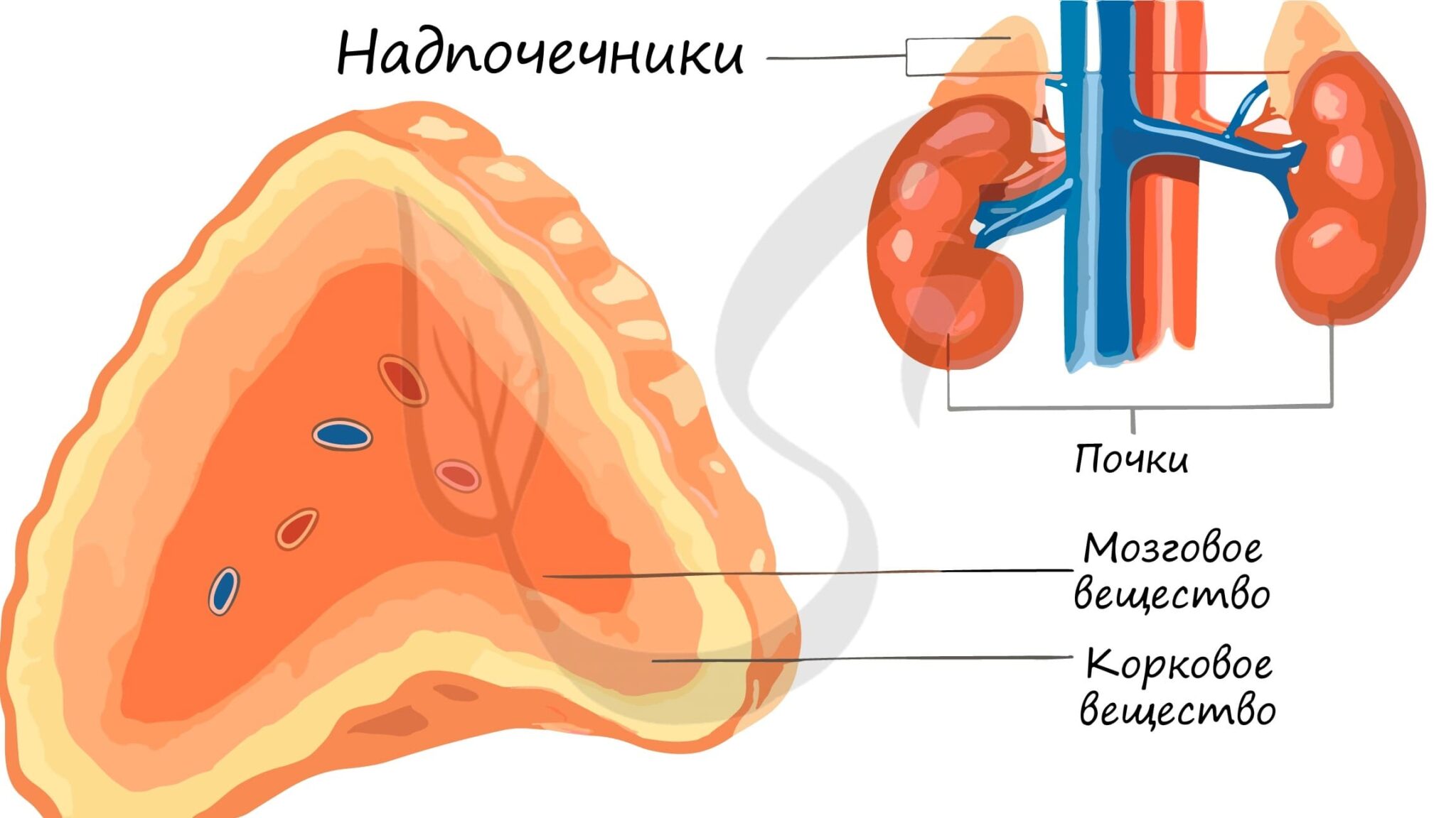 Рисунок надпочечника человека