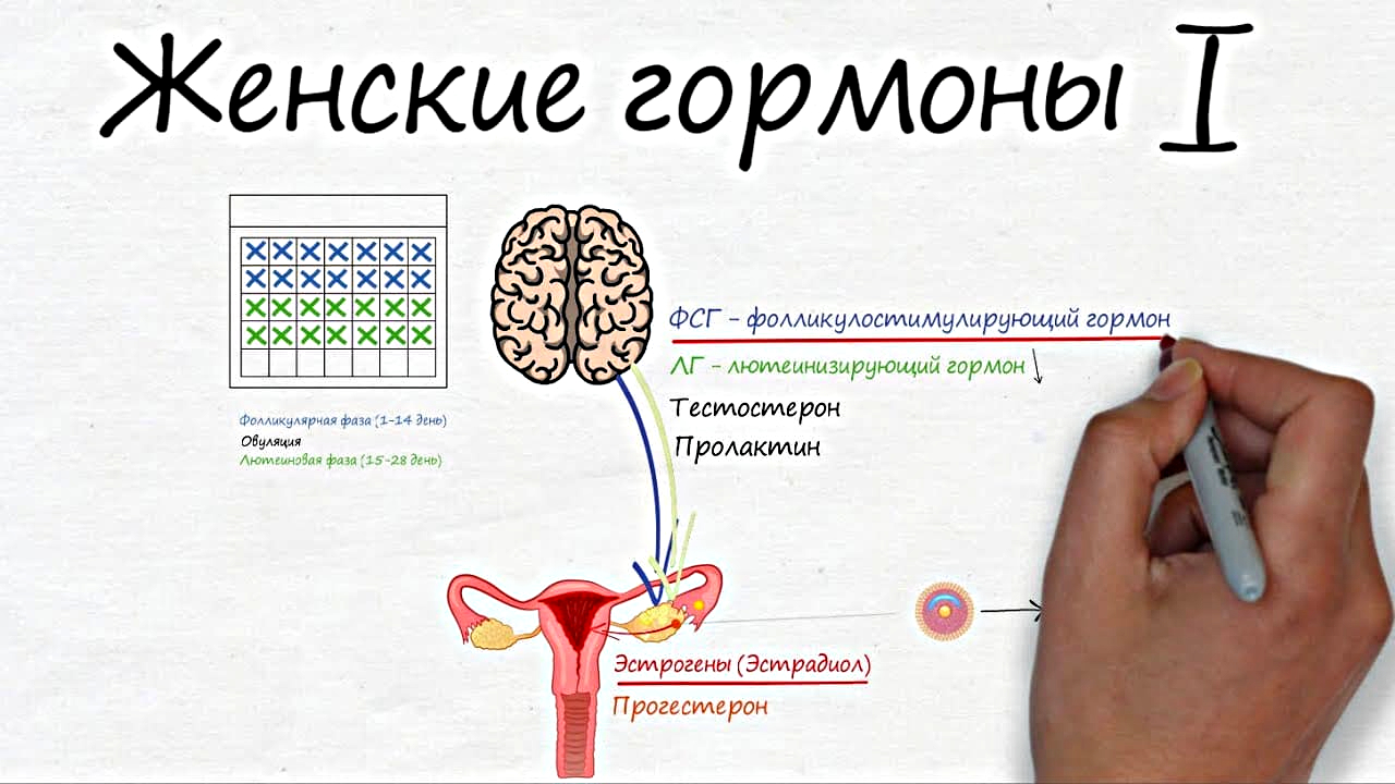 Болезненный менструальный цикл.