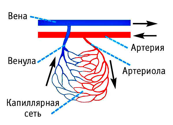 сосудистые мальформации