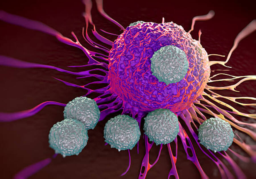 Что такое Т-клетки
