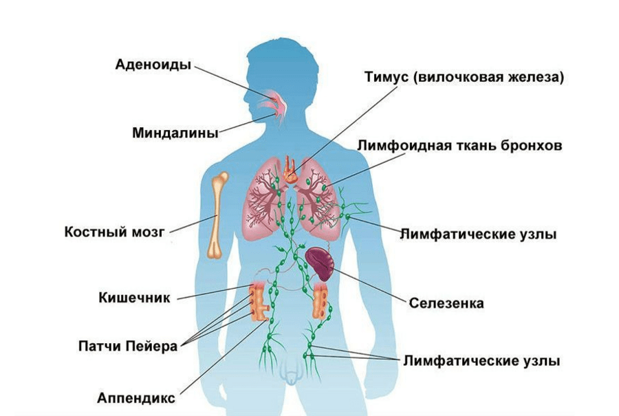Органы иммунной системы