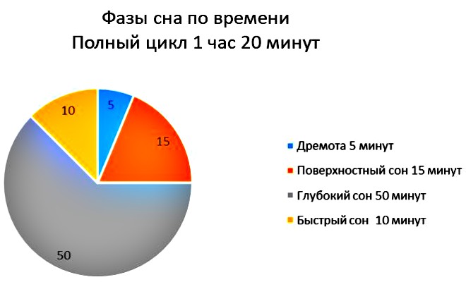 фазы сна