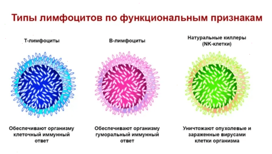 Иммунная система