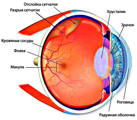 физиология разрыва сетчатки