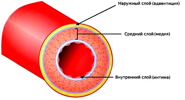 причины возникновения