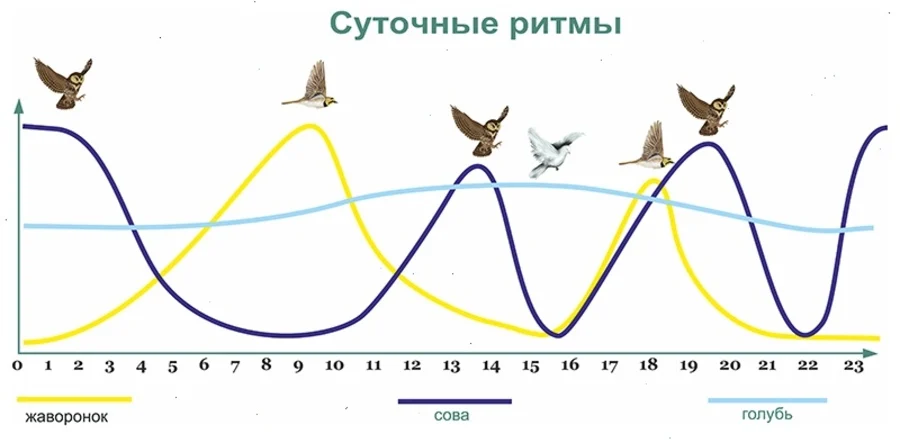Циркадные ритмы