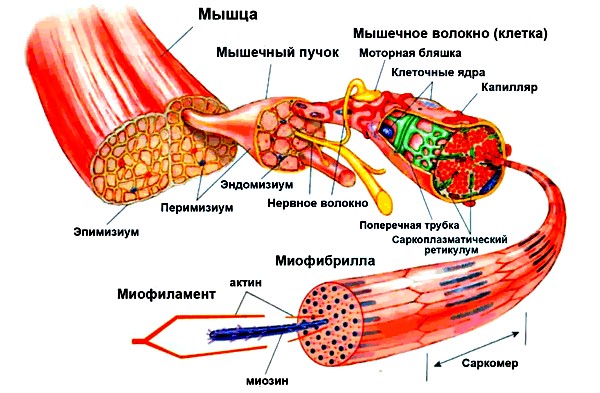 причины боли в мышцах