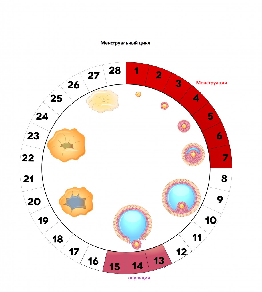 менструальный цикл