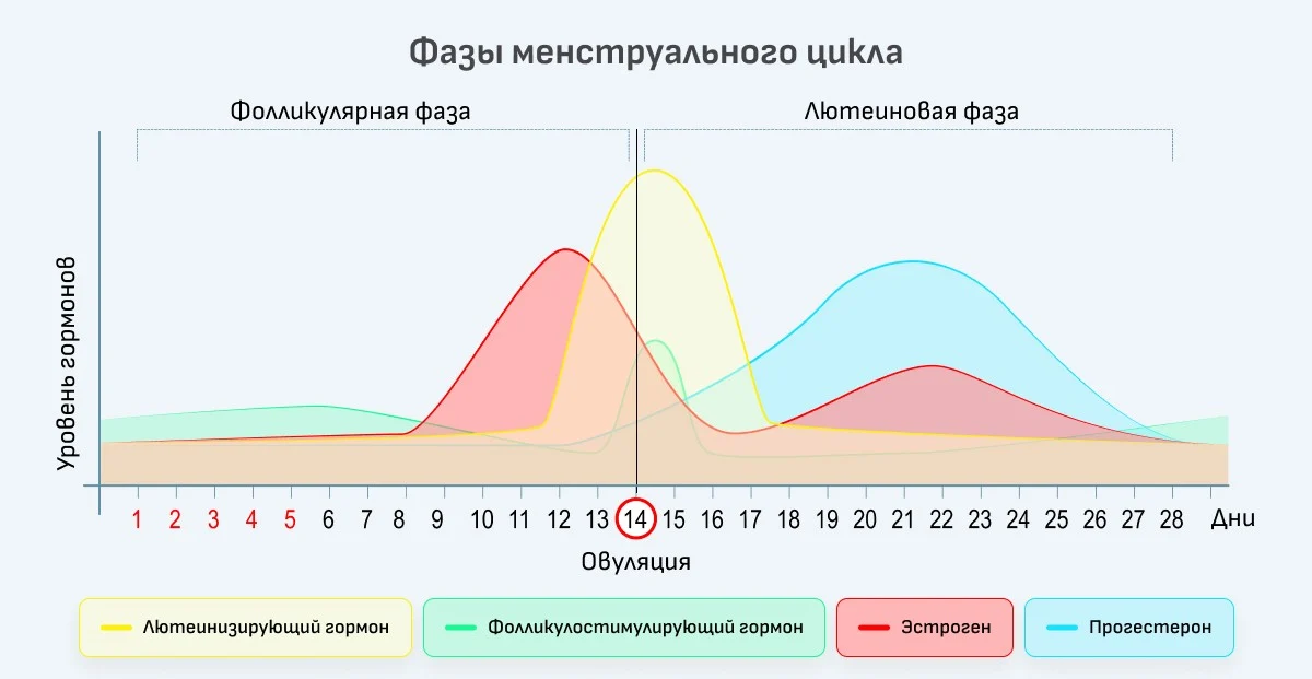 цикл