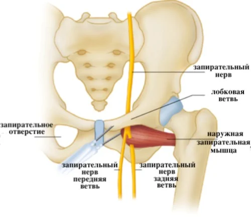 паховые нервы
